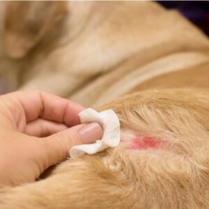 lär dig mer om hundens största organ huden och dess sjukdomar och hur vi han behandla olika tillstånd