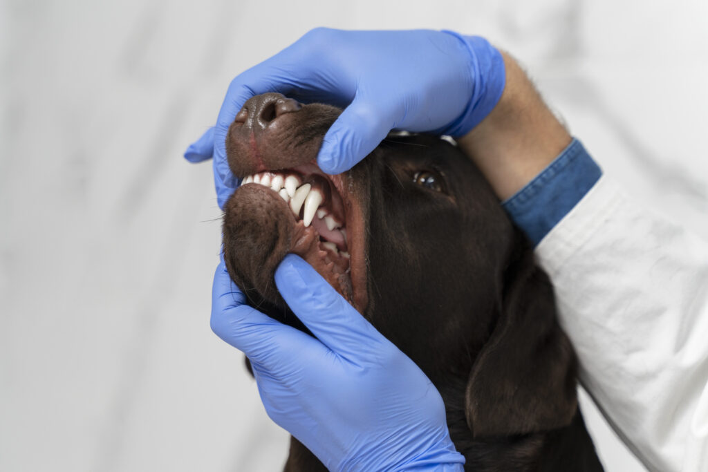 Hund som får tänderna undersökta och god tandvård är nyckel för en god hälsa och munhygien hos din hund. Tandproblem kan leda till hälsoproblem hos din pälsade vän. Med förebyggande åtgärder håller hunden frisk