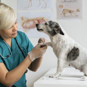 Harmonisk vård av hund och katt. Gå från stress till lugn i kliniken eller salongen