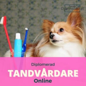 Fortbildning till Diplomerad Tandvårdare för smådjur