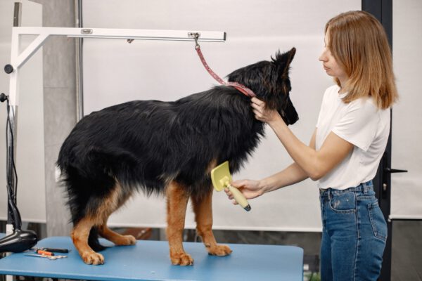 hund blir frisera av elev på hundfrisör utbildning. Studera till diplomerad hundfrisör - Djurutbildningar av yrkesproffs för dig som vill arbeta professionellt med djur