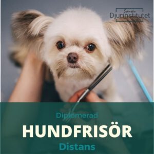 utbildningen som diplomerad hundfrisör och erbjud professionella behandlingar