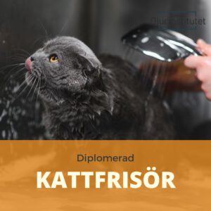 Bli diplomerad kattfrisör med vår utbildning. Erbjud professionella behandlingar för katter efter avslutad kattfrisör utbildning.