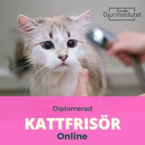 Bli diplomerad kattfrisör med vår online utbildning. Erbjud professionella behandlingar för katter efter avslutad kattfrisör utbildning.