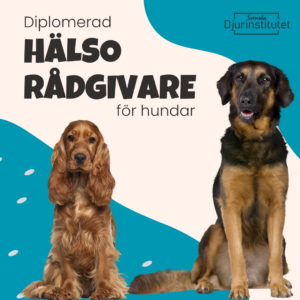 Gedigen hund utbildning till hälsorådgivare för hund - Arbeta med holistisk hälsa och naturliga terapier