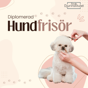 Hundfrisör utbildning - På hundfrisörskolan blir du certifierad hundfrisör i att klippa och trimma hundar