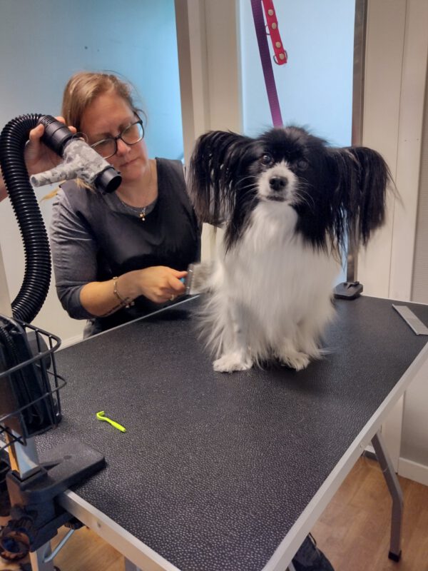 Hundfrisörutbildning på svenska djurinstitutet