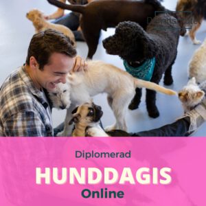 Diplomerad hunddagis föreståndare online - Starta och driv ditt eget hunddagis efter avlutad Hunddagisutbildning