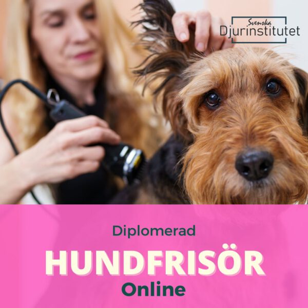 Bli diplomerad hundfrisör med vår online-utbildning. Erbjud professionella behandlingar för olika hundraser efter avslutad hundfrisörutbildning