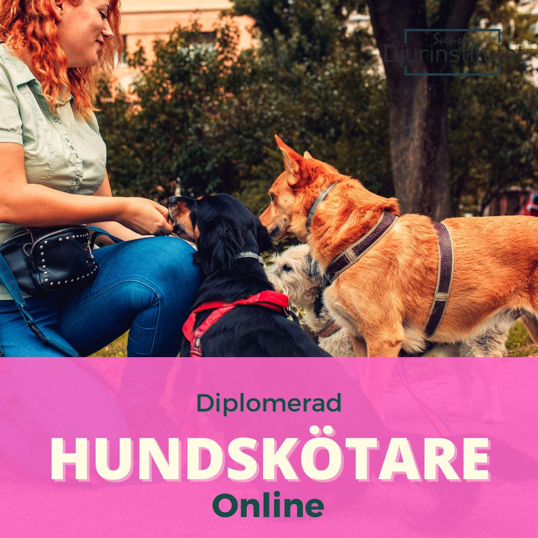 Hundskötare utbildning online för dig som vill jobba med hundar