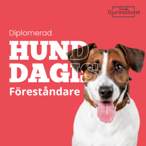 Hund utbildning för dig som vill jobba som hunddagis föreståndare