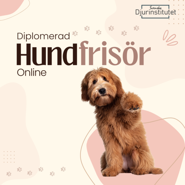 Hundfrisör utbildning på distans och online - Jobba professionellt med pälsvård av hundar