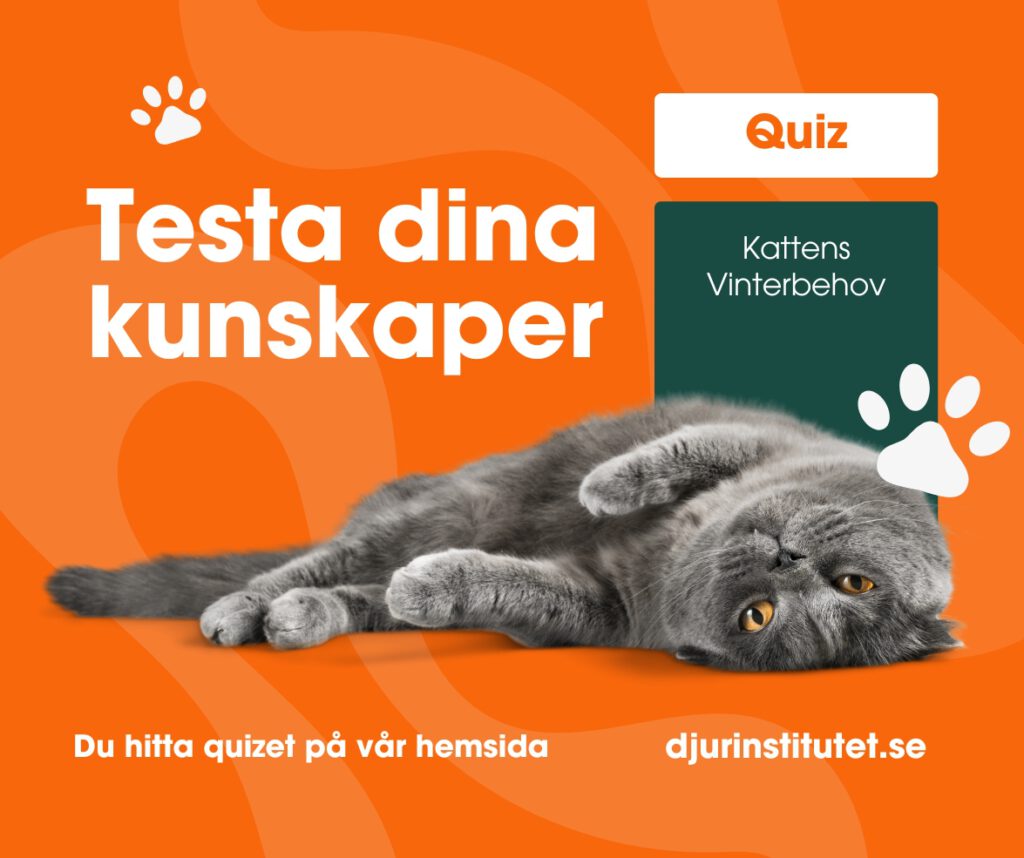 Testa din kunskaper om kattens vinterbehov - Quiz