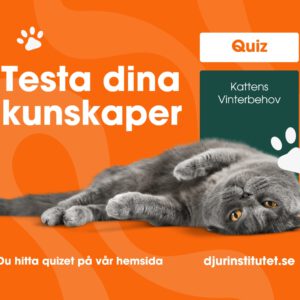Testa din kunskaper om kattens vinterbehov - Quiz