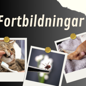 Fortbildningar