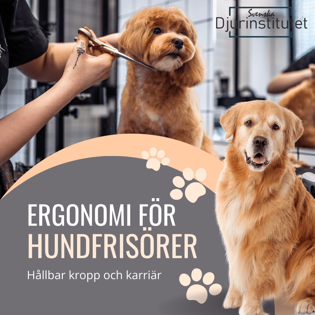 Ergonomi för hundfrisörer