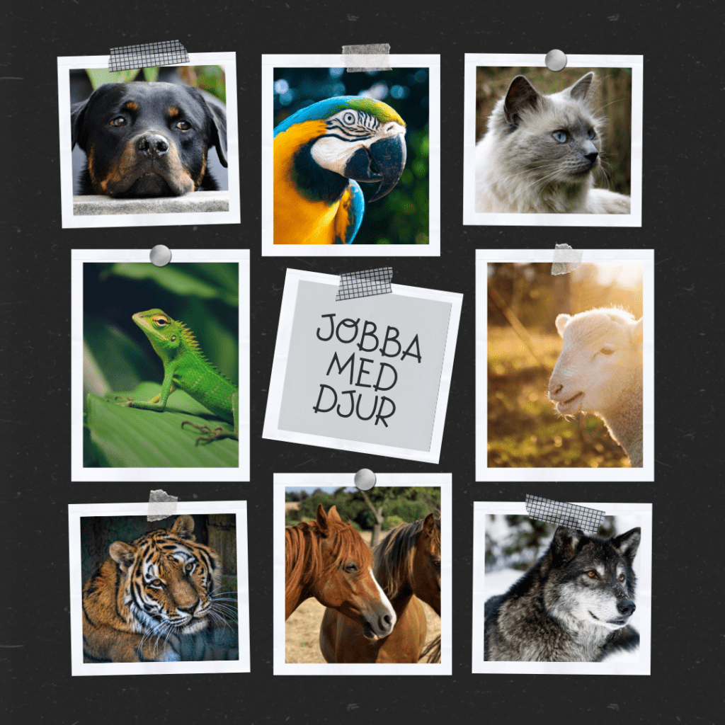 Följ dina drömmar att jobba med djur - främja deras välbefinnande och djurskydd