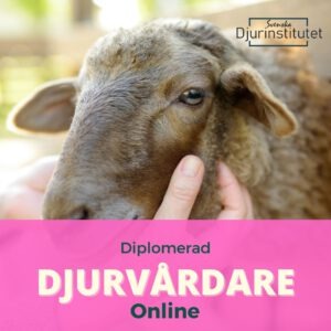 Bli diplomerad djurvårdare hos Svenska djurinstitutet | Online utbildning för dig som jobba med djurvård med grundläggande djursjukvård