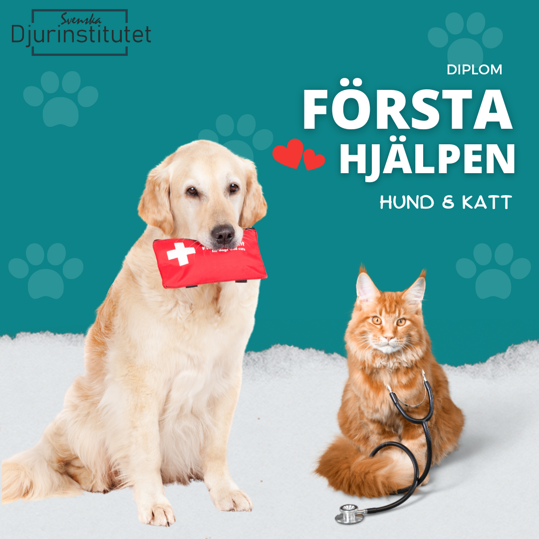 Första hjälpen hund och katt