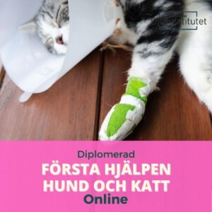 Utbildning i första hjälpen på hund och katt.
