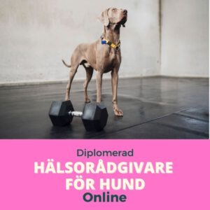 Gedigen hund utbildning till hälsorådgivare för hund - Arbeta med holistisk hälsa och naturliga terapier