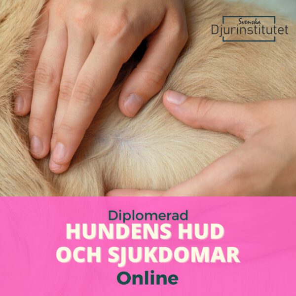 Utbildning i hundens hud och sjukdomar - Fortbildning för hundfrisörer och djurvårdspersonal i dermatologi