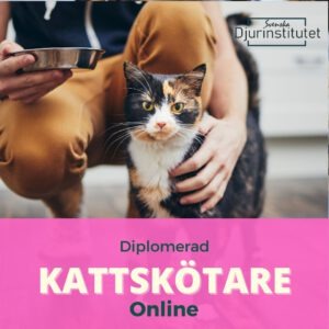 Bli diplomerad kattskötare med vår online utbildning - Vårda katter på expertis nivå